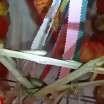 అల్లూరి జిల్లాలో వినాయక మండపంలో నాగుపాము ప్రత్యక్షమై భక్తులను ఆశ్చర్యపరిచింది. దైవ సంకల్పమంటూ భక్తులు భారీగా తరలివచ్చారు.
