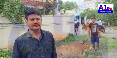 In Kushaiyiguda, thieves attempted to steal cows under the influence of drugs, but were confronted by locals and fled the scene.