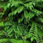 Curry leaves are rich in essential nutrients and possess anti-carcinogenic, anti-inflammatory, and anti-diabetic properties. Consuming them regularly can aid digestion, regulate blood sugar, and enhance overall health.