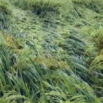 Farmers in Meliganuru are devastated by heavy rains caused by a cyclone, leading to significant losses in paddy crops. They urge the government for immediate assistance.