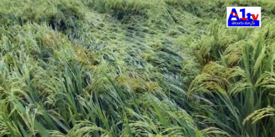 Farmers in Meliganuru are devastated by heavy rains caused by a cyclone, leading to significant losses in paddy crops. They urge the government for immediate assistance.