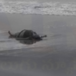 మైపాడు బీచ్లో గుర్తు తెలియని మహిళ మృతదేహం An unidentified woman's body washed ashore at Maipadu Beach. The police identified her as Annama Prameela from Nellore, who went missing after an argument with her husband.