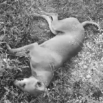 Villagers in Pidugupalle are distressed after seven stray dogs were poisoned by local shepherds. They urge the government to take strict action against the culprits.
