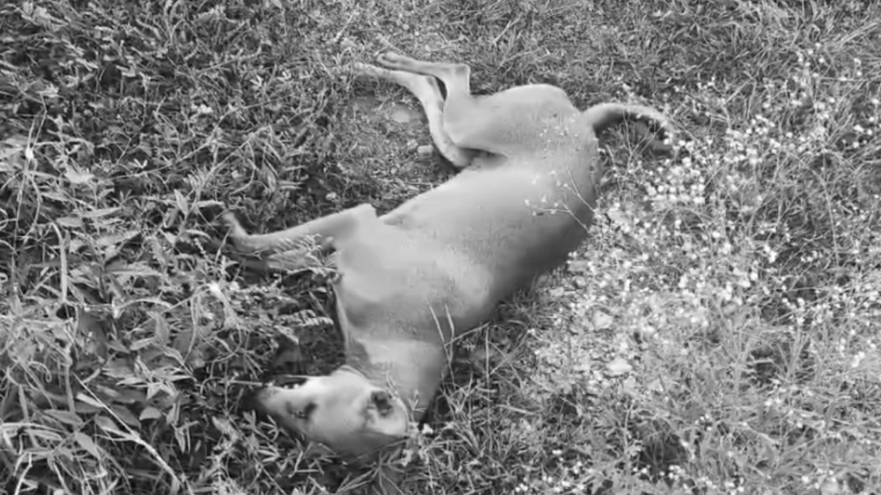 Villagers in Pidugupalle are distressed after seven stray dogs were poisoned by local shepherds. They urge the government to take strict action against the culprits.