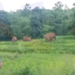 తిత్తిరి పంచాయతీలో అడవి ఏనుగుల దౌర్జన్యం Wild elephants have been wreaking havoc in Tittiri Panchayat of Parvathipuram Manyam district, prompting calls for intervention and compensation for farmers.