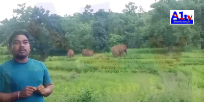 Wild elephants have been wreaking havoc in Tittiri Panchayat of Parvathipuram Manyam district, prompting calls for intervention and compensation for farmers.