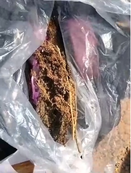 Two youths transporting cannabis were injured in a road accident in Gokavaram. Their cannabis stash was discovered by the police during the incident investigation.