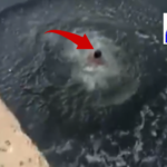 A youth from Guna, Madhya Pradesh, jumped into a dam for a social media reel but tragically drowned when he failed to swim back to the surface. Police are investigating the incident.