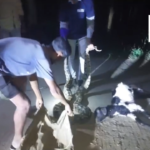 A python attacked a goat in Devarapalli, sparking local rescue efforts. The snake catcher was alerted and later released the python safely into the forest.