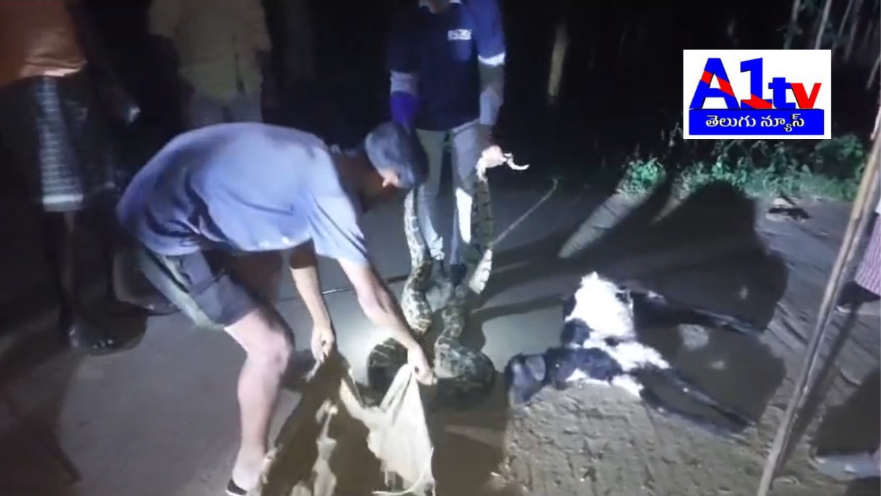 A python attacked a goat in Devarapalli, sparking local rescue efforts. The snake catcher was alerted and later released the python safely into the forest.