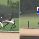 Robo Dogs Provide Security Around Donald Trump’s Residence