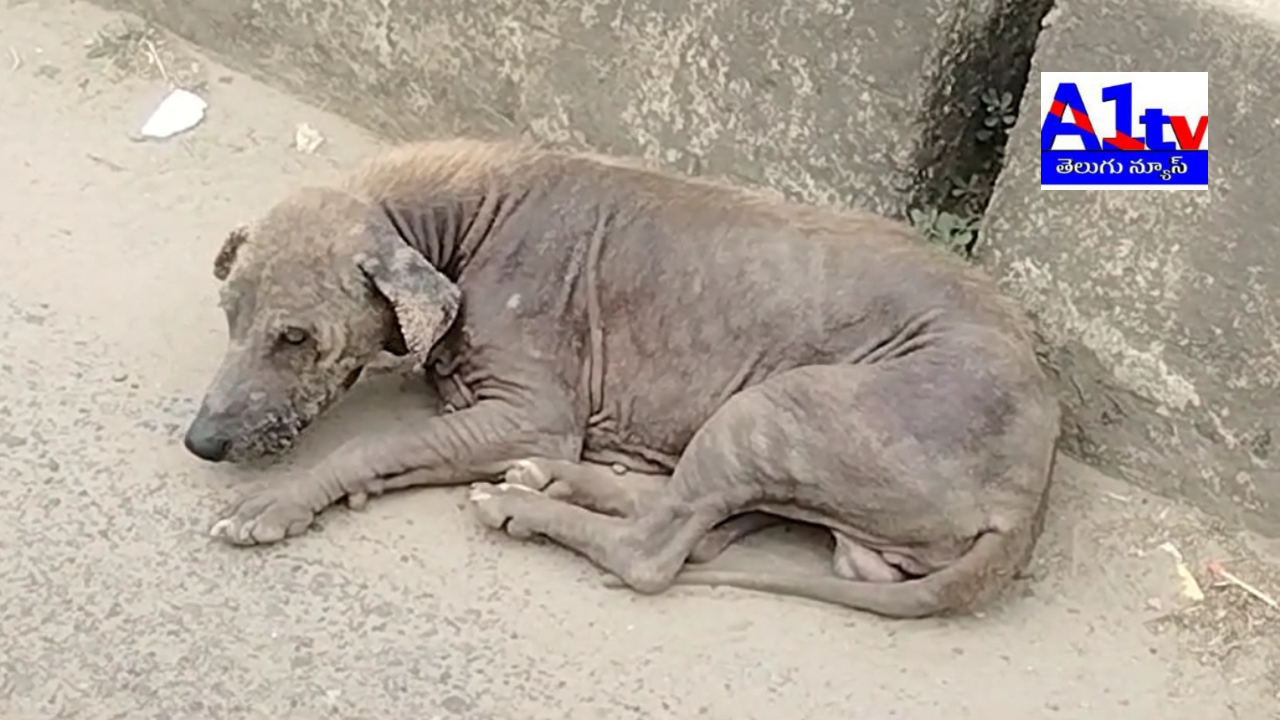 A strange virus causing hair loss, skin issues, and death in dogs is spreading in Chintalapudi. Immediate measures are needed to protect both dogs and people.