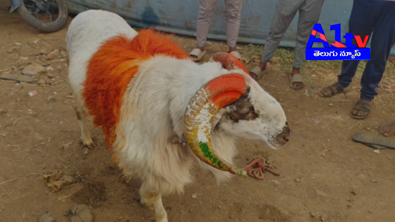 In Mantralayam's Kosigi mandal, Narsa Reddy bought 1.36 lakh sacred bells for Maremma Devi’s ritual. Public views them with great interest.In Mantralayam's Kosigi mandal, Narsa Reddy bought 1.36 lakh sacred bells for Maremma Devi’s ritual. Public views them with great interest.