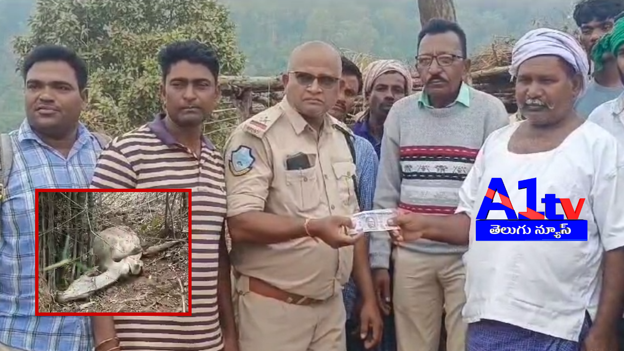 A cheetah attacked and killed a cow in Guntalaguda village, sparking fear. Forest officials offered ₹5,000 compensation and urged vigilance for public safety.