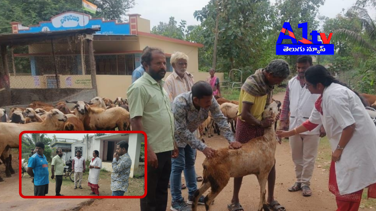 Dr. Himaja collects blood samples from goats and sheep in various villages of Anakapalli for disease testing. She emphasizes necessary vaccinations for livestock health.