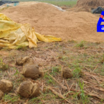 Elephant herds from Odisha's forests have caused crop damage and distress in Bhamini, prompting farmers to demand immediate compensation and safety measures.