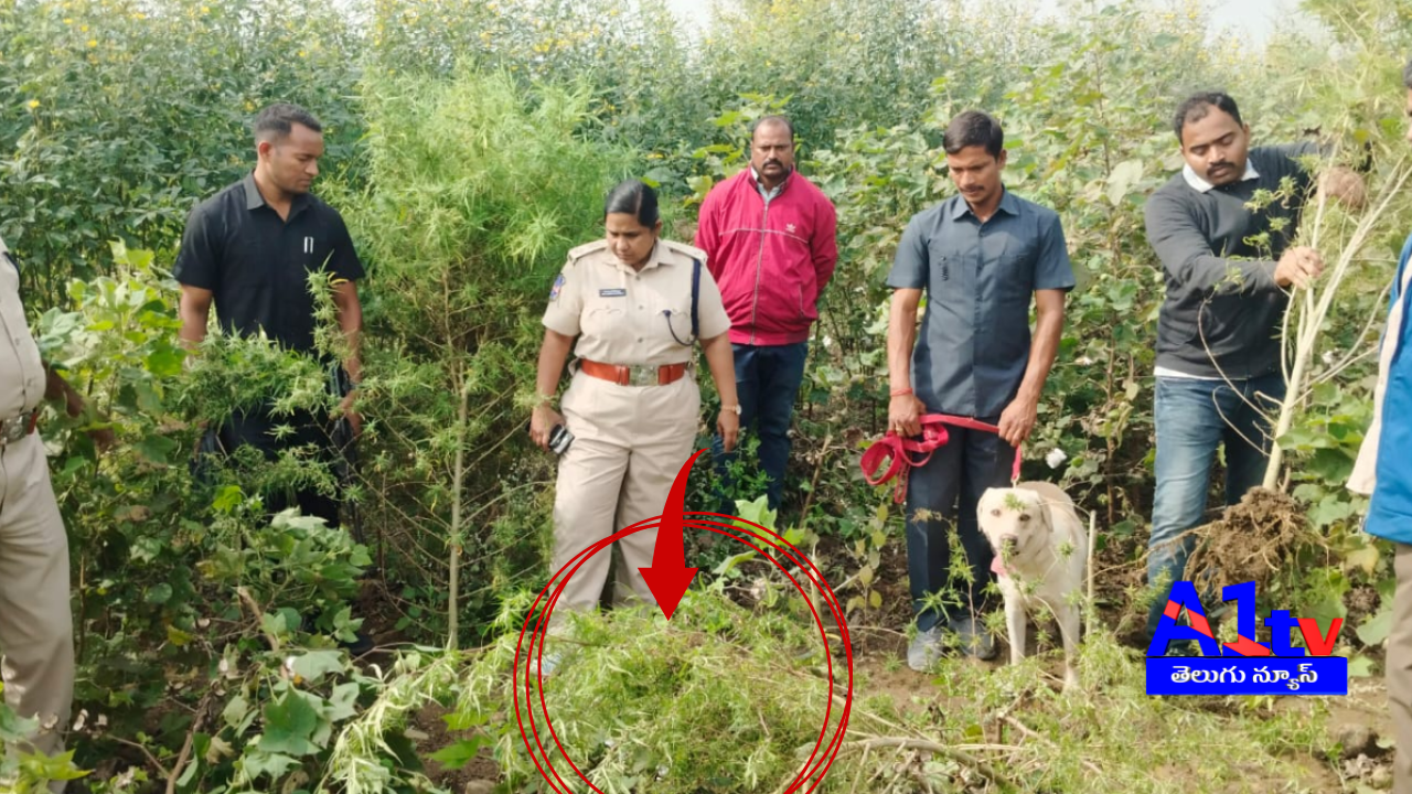 Police in Nirmal district arrest individuals cultivating ganja among crops. SP Janaki Sharmila urges public cooperation to eradicate drug menace.