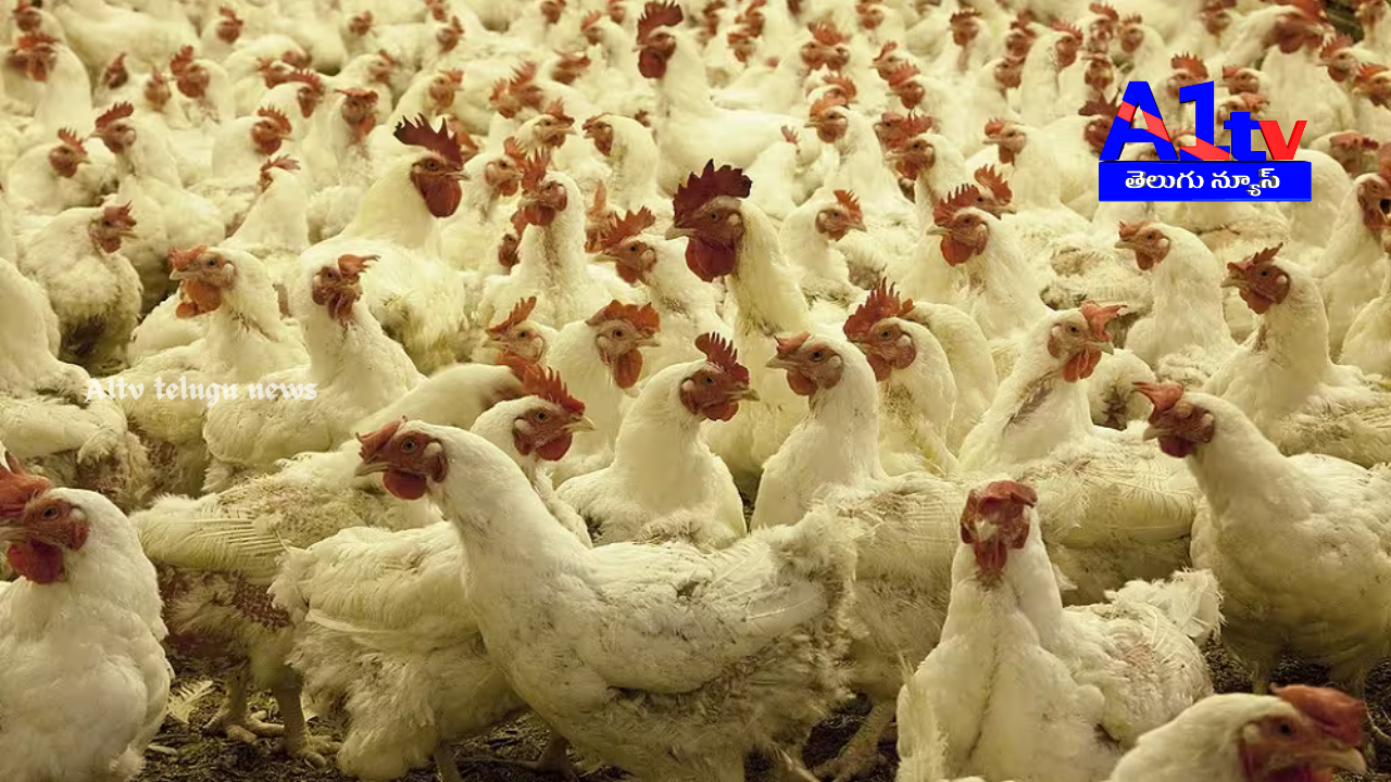A deadly virus is killing thousands of chickens in West Godavari. Farmers are facing heavy losses as the disease spreads rapidly without clear symptoms.