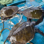Deputy CM Pawan Kalyan took action to stop illegal turtle hunting at Vakapudi in Kakinada district. He directed authorities to implement a ban on fishing and intensify patrolling along the coast.