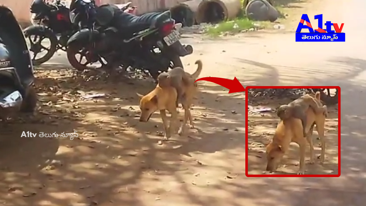 In Sattupalli’s Rajiv Nagar, a strong bond between a dog and a monkey is astonishing people, serving as a lesson in true friendship.