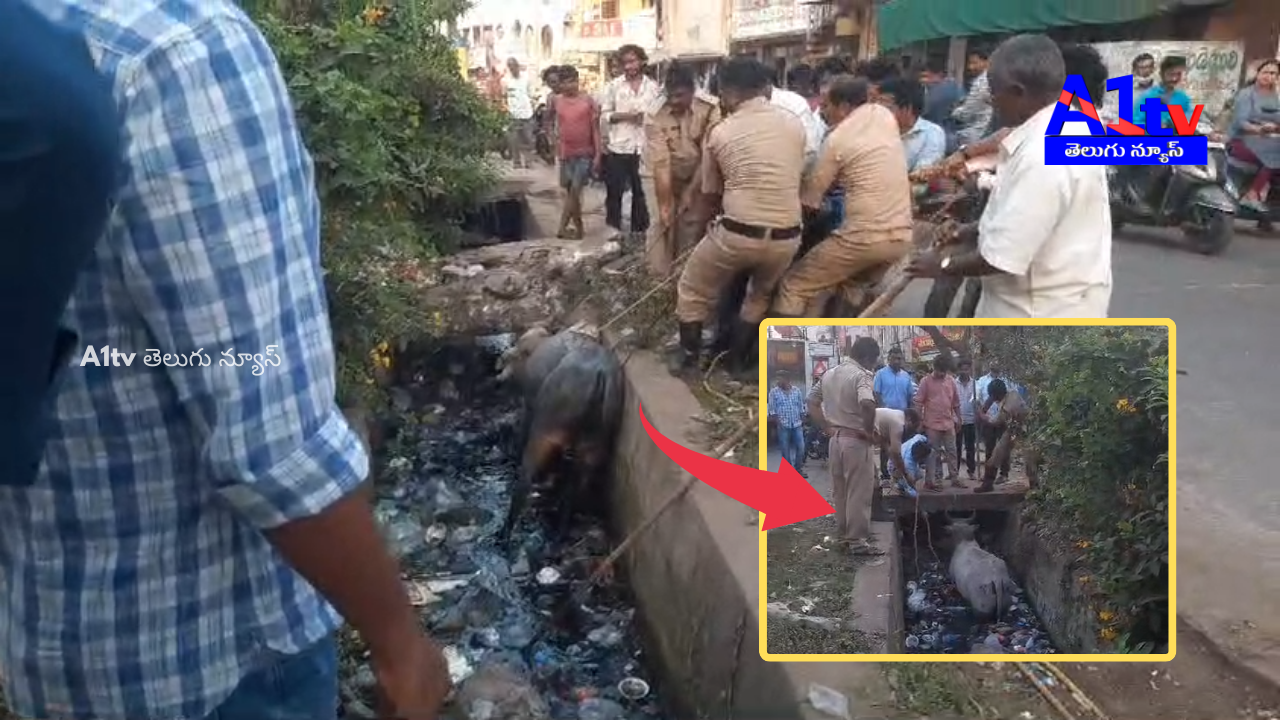 Fire personnel safely rescued a buffalo from a drain in Amalapuram after locals alerted them, ensuring a successful rescue operation.