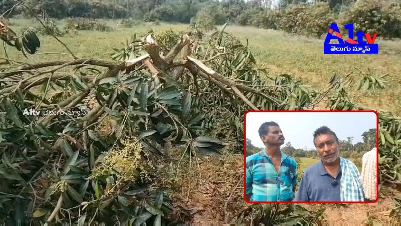 In Dattirajeru Mandal, Vizianagaram, miscreants cut down a 12-year-old mango orchard, shocking the locals.