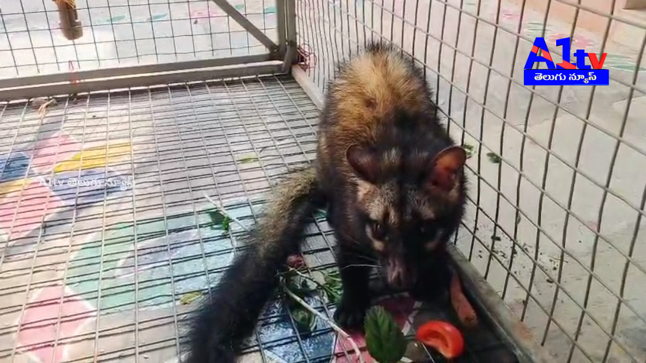 A civet cat roaming at night in Kodurupadu was safely caught by locals and handed over to forest officials.