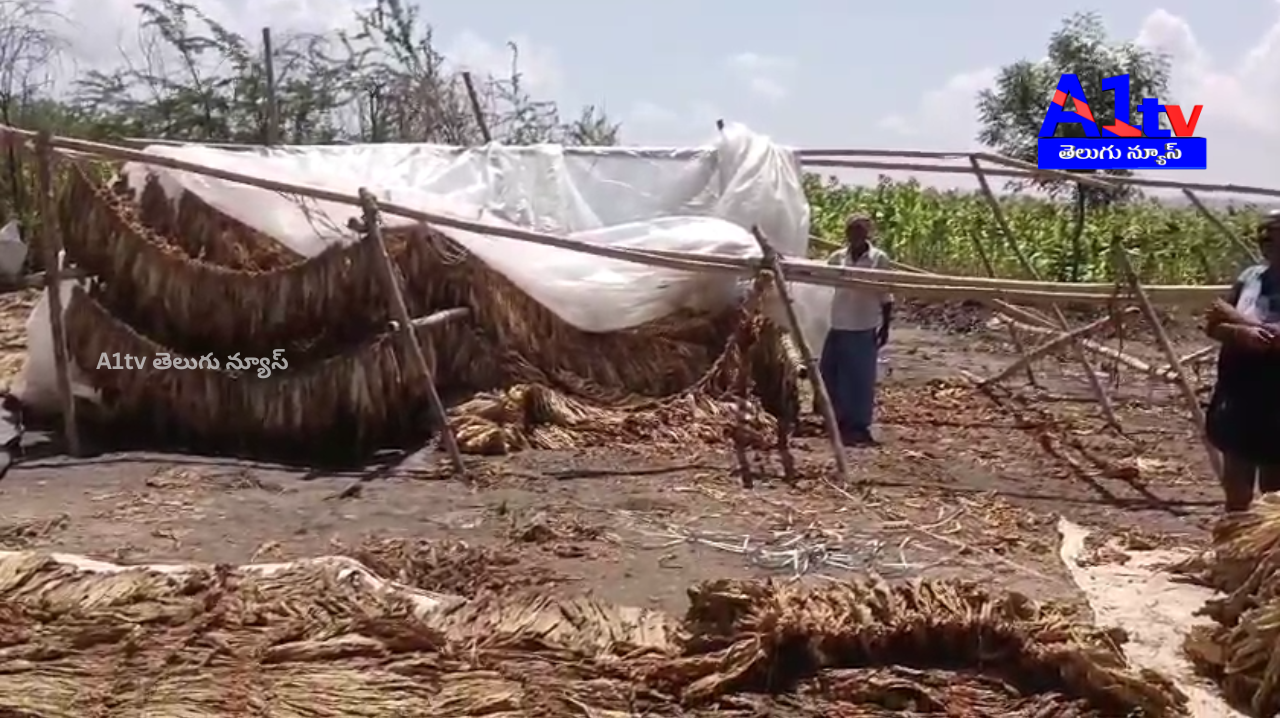 Untimely rains damaged tobacco crops in Munelli. Farmers say they may resort to suicide if GPS company fails to provide justice.
