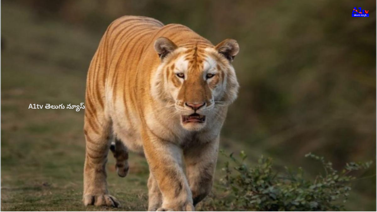 A rare golden tiger was captured on camera in Kaziranga by wildlife photographer Sudhir Shivaram, stunning nature lovers and experts alike.