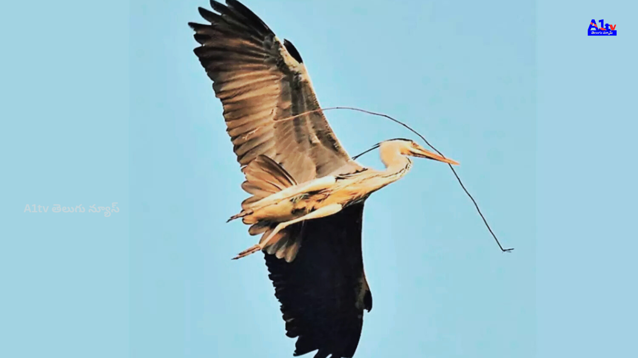 A rare Narayana bird, usually found in Europe, Asia, and Africa, was spotted in Karimnagar. Zoologists provided key details about the species.