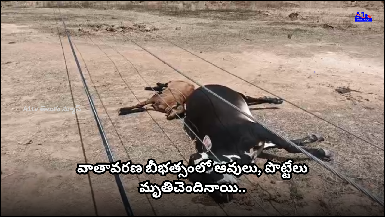 In Pedda Thumbalam village, an electric pole fell due to strong winds, resulting in the death of cattle and a tortoise. The victim, Prahallad, seeks financial assistance from the government.