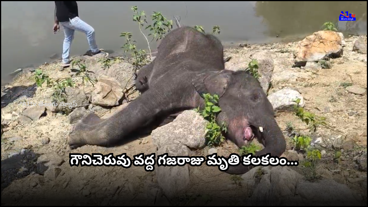 An elephant was found dead at Gounicheruvu. Officials are investigating whether it was one of the two elephants seen earlier playing in the same area.