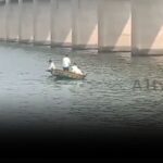 Professional swimmers rescuing a man who jumped into the Krishna River at Beechupally