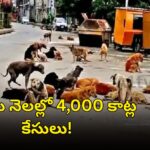 Stray dogs on the streets of Hyderabad city