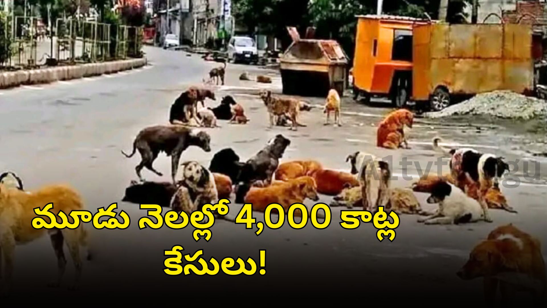 Stray dogs on the streets of Hyderabad city