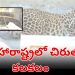 Leopard captured by forest officials after entering a residential area in Nagpur