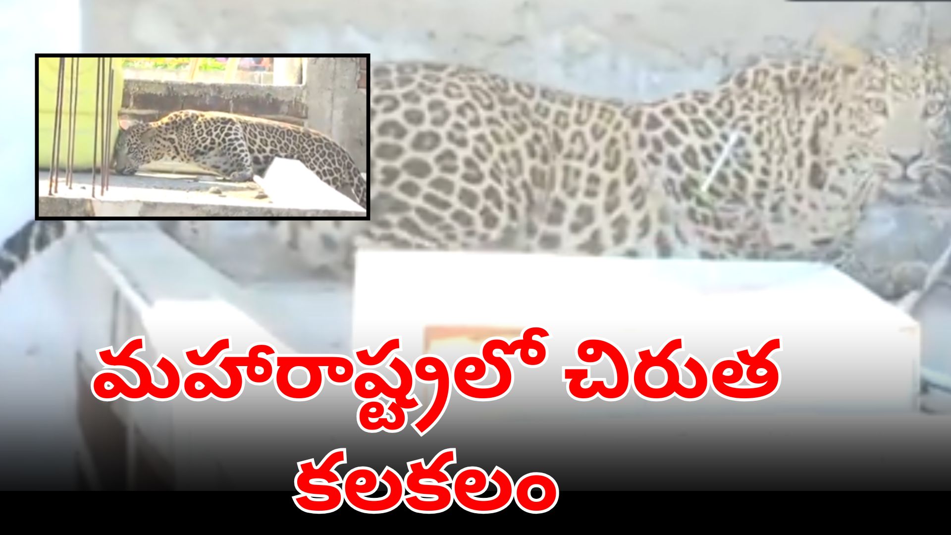 Leopard captured by forest officials after entering a residential area in Nagpur