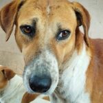 Stray dogs in Telangana affected by poisoning and relocation