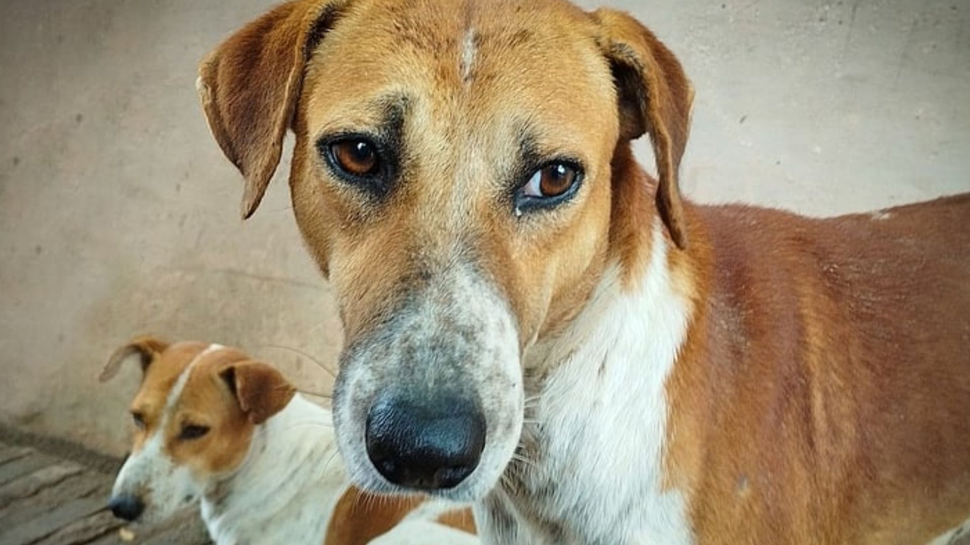 Stray dogs in Telangana affected by poisoning and relocation