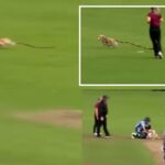 small dog hilariously ran onto the field during a women’s cricket match in Ireland