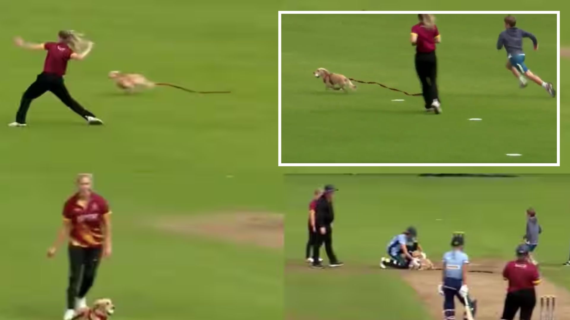 small dog hilariously ran onto the field during a women’s cricket match in Ireland