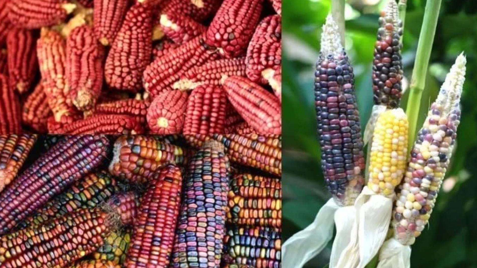 Multicolor Corn grown organically in Rajasthan by Sanjay Yadav