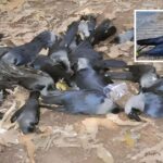 Bird Flu alert in Chennai