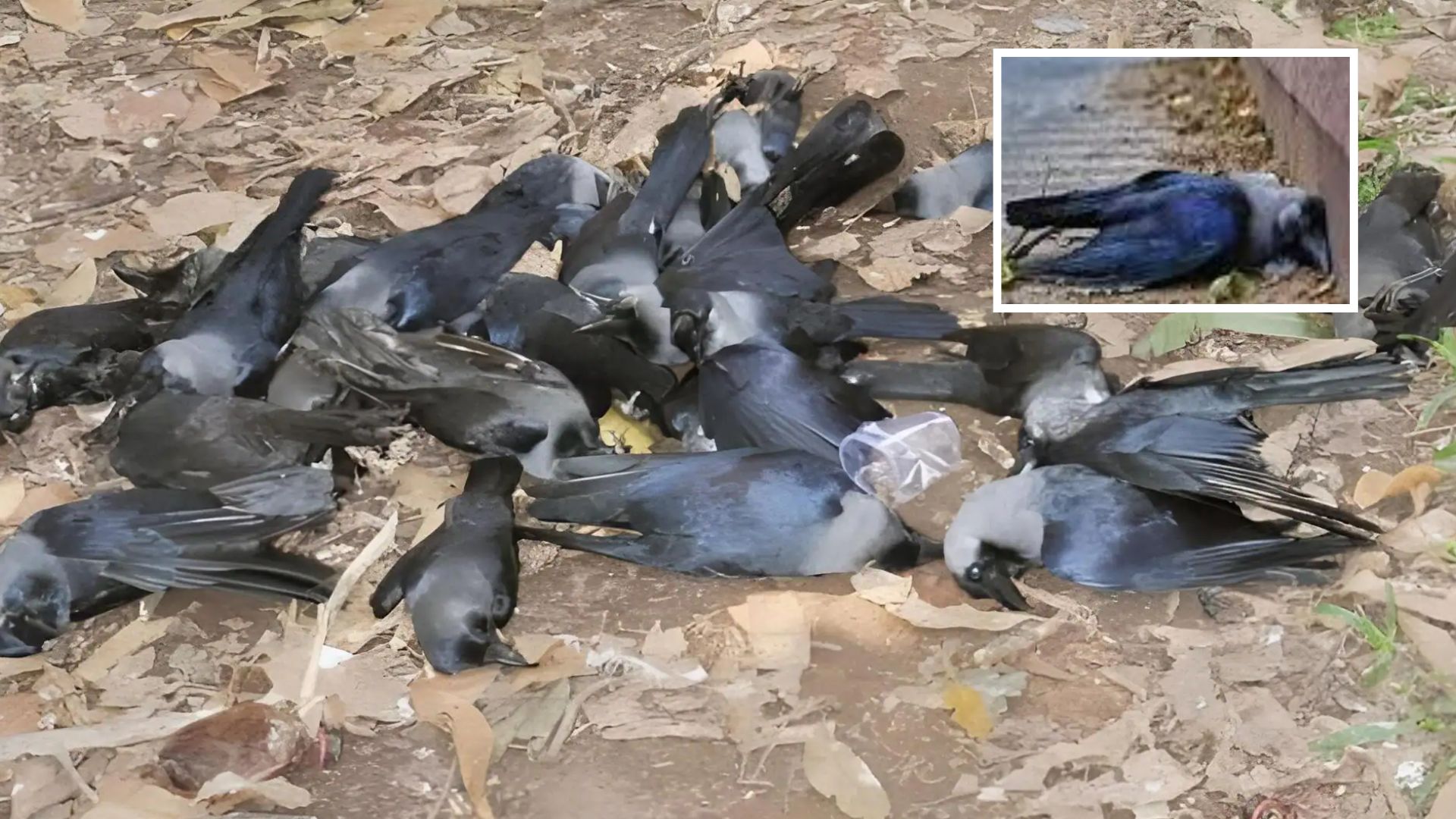 Bird Flu alert in Chennai