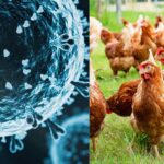 Bird flu outbreak in Chittoor district