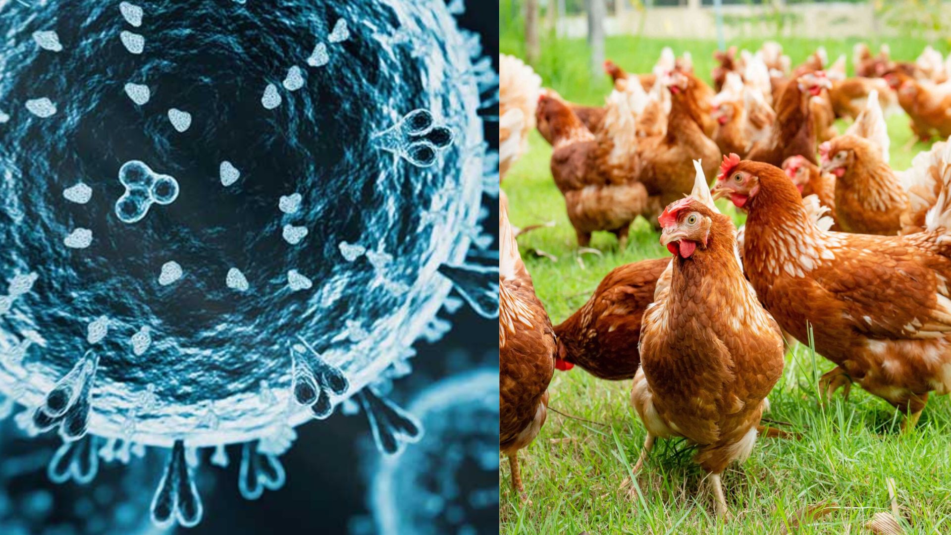 Bird flu outbreak in Chittoor district