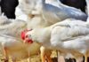 closed chicken shops in telangana due to protest by poultry traders over low margins