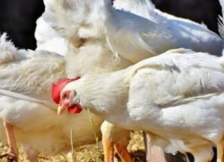 closed chicken shops in telangana due to protest by poultry traders over low margins