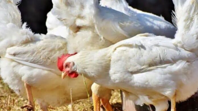closed chicken shops in telangana due to protest by poultry traders over low margins