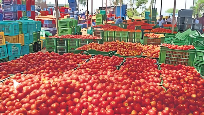 tomato farmers struggling in bobbili due to price crash